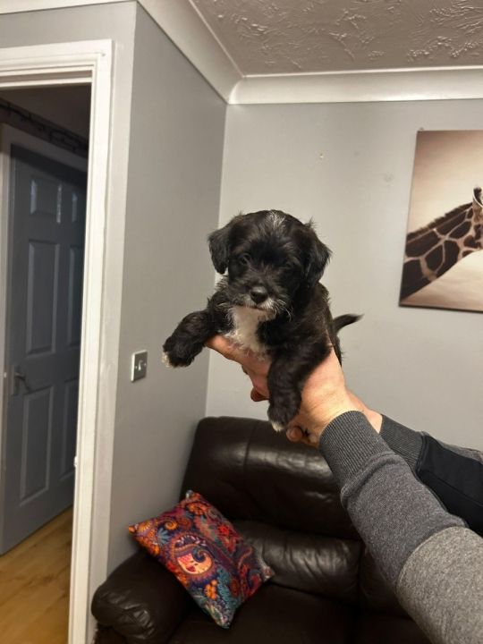 Jackapoo puppies