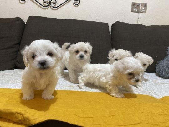 Joyful bichon frise puppies