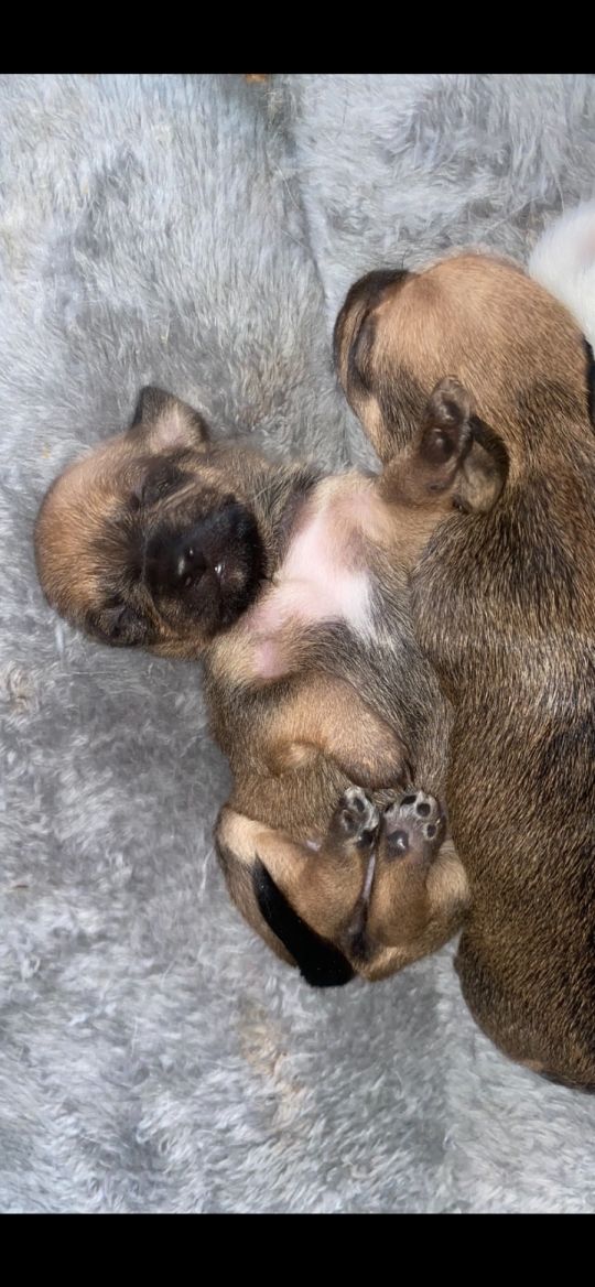 BEAUTIFUL CHIHUAHUA PUPS