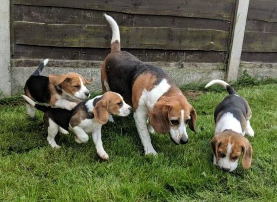 Kake Kc secure adorable Beagle puppies looking for their home