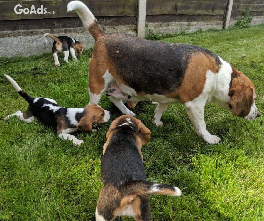 Kake Kc secure adorable Beagle puppies looking for their home