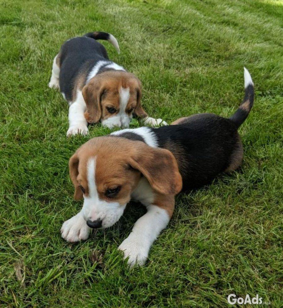 Kake Kc secure adorable Beagle puppies looking for their home