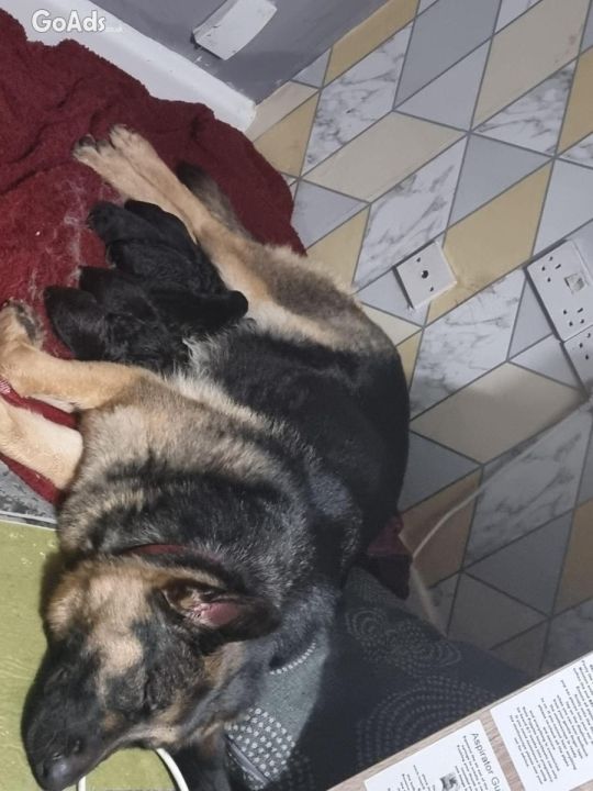 Ready to go reduced price kc German shepherd pups