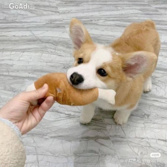 KC Adorable Welsh Corgi Pembroke 6 Puppies