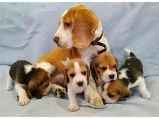 KC Beagle Pups