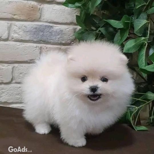 Kc Boy and girls  Pomeranians ...WhatsApp +447482162214