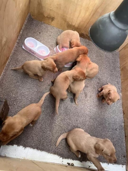 KC fox red lab puppies