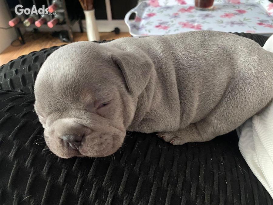 Kc French bull dog pups forsale 