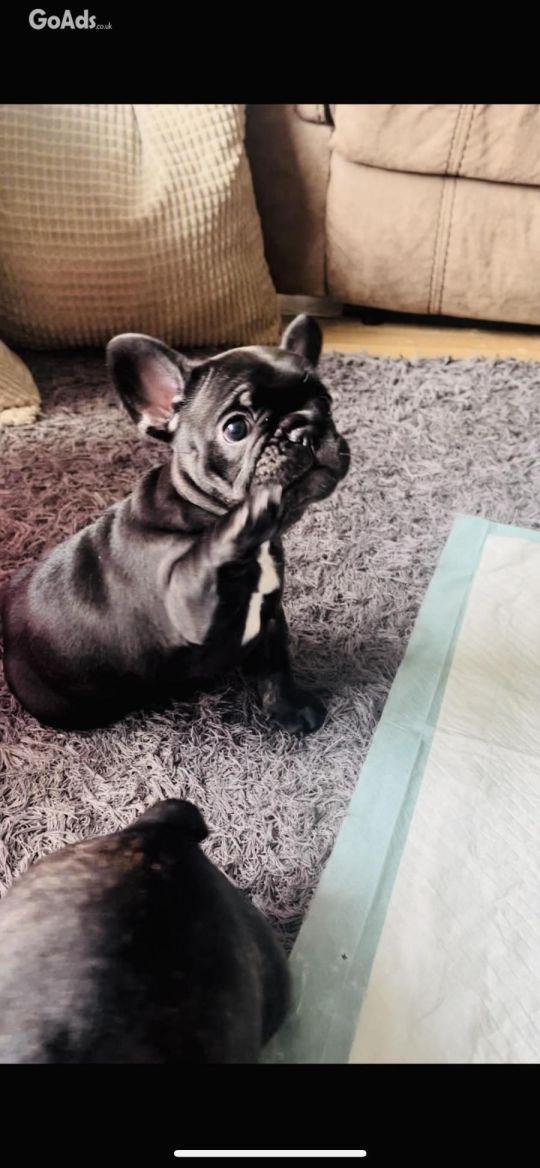 Kc french bulldog last one left ready now