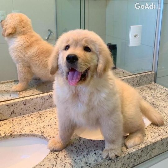 KC Golden Retriever Puppies