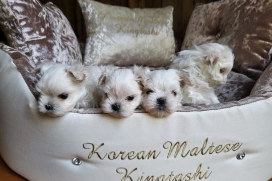KC Korean Maltese puppies