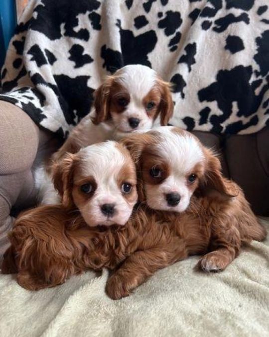 KC Pedigree cavalier King Charles