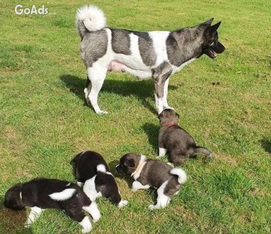 Kc Reg Adorable Akita puppies