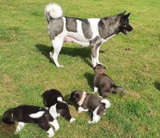 Kc Reg Adorable Akita puppies