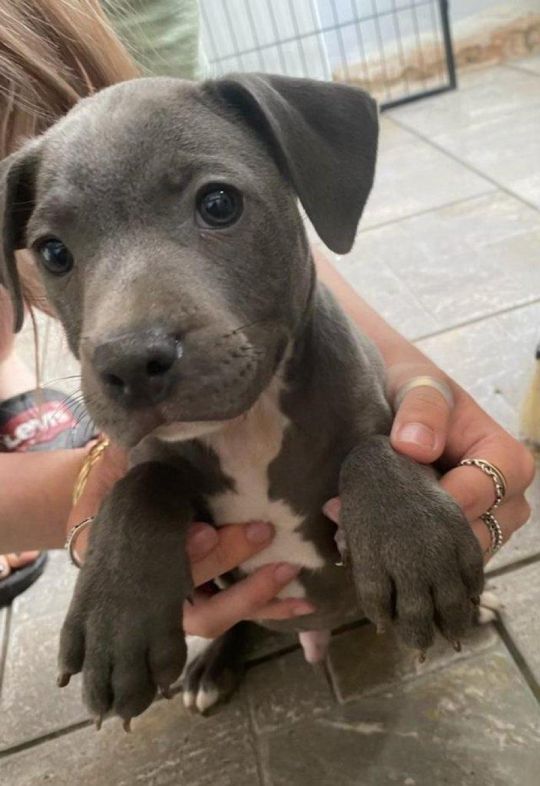 KC Reg Blue Staffy Puppies
