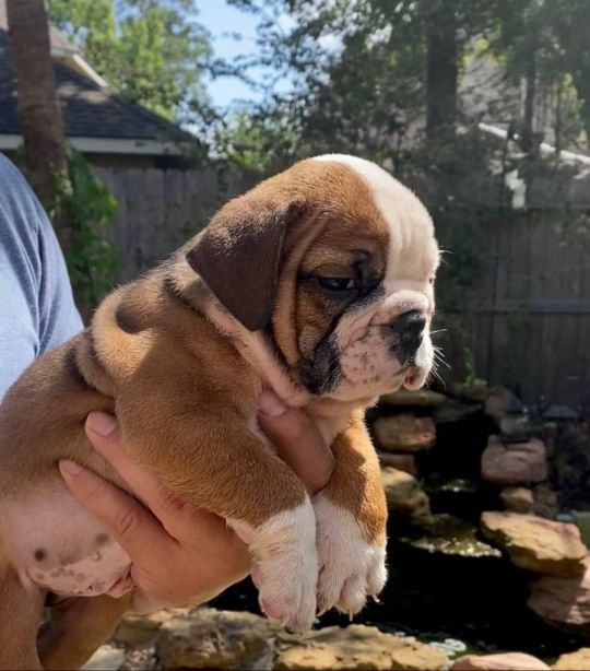 Kc reg British bulldog puppies only 3 left