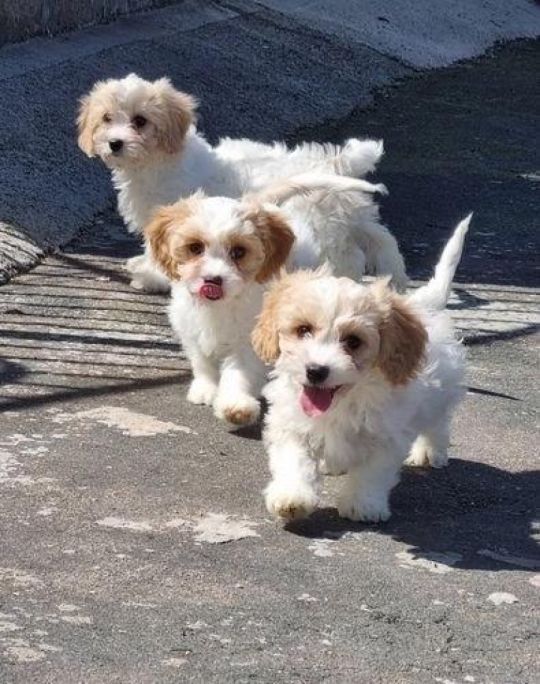 Kc Reg Cute Cavachon puppies