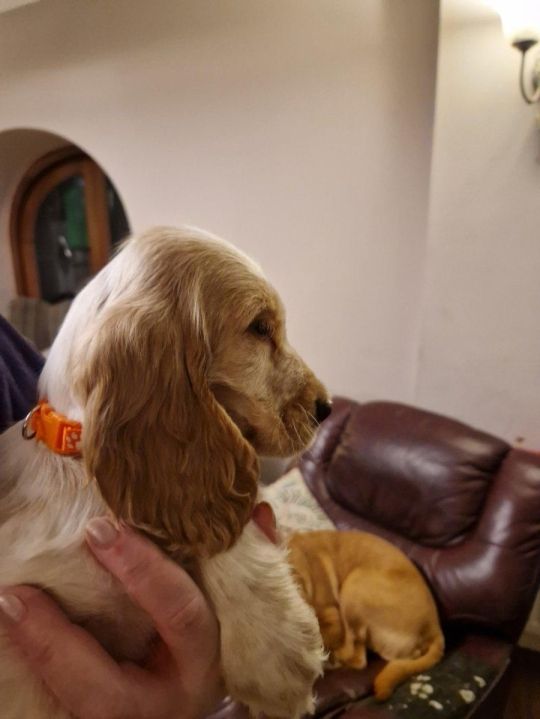 KC REG ENGLISH SHOW COCKER SPANIEL PUPPIES
