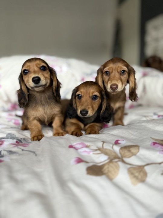 Kc reg. Miniature longhair dachshund