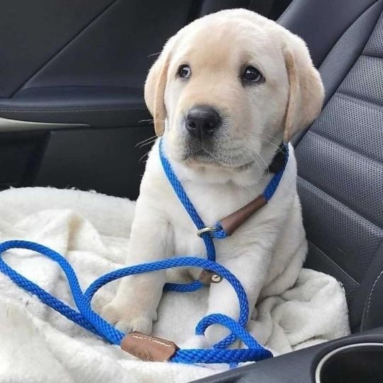 KC Reg Playmate Labrador Retriever Puppies