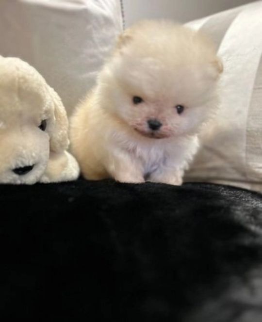 Kc tiny boy pomeranian (ready to leave