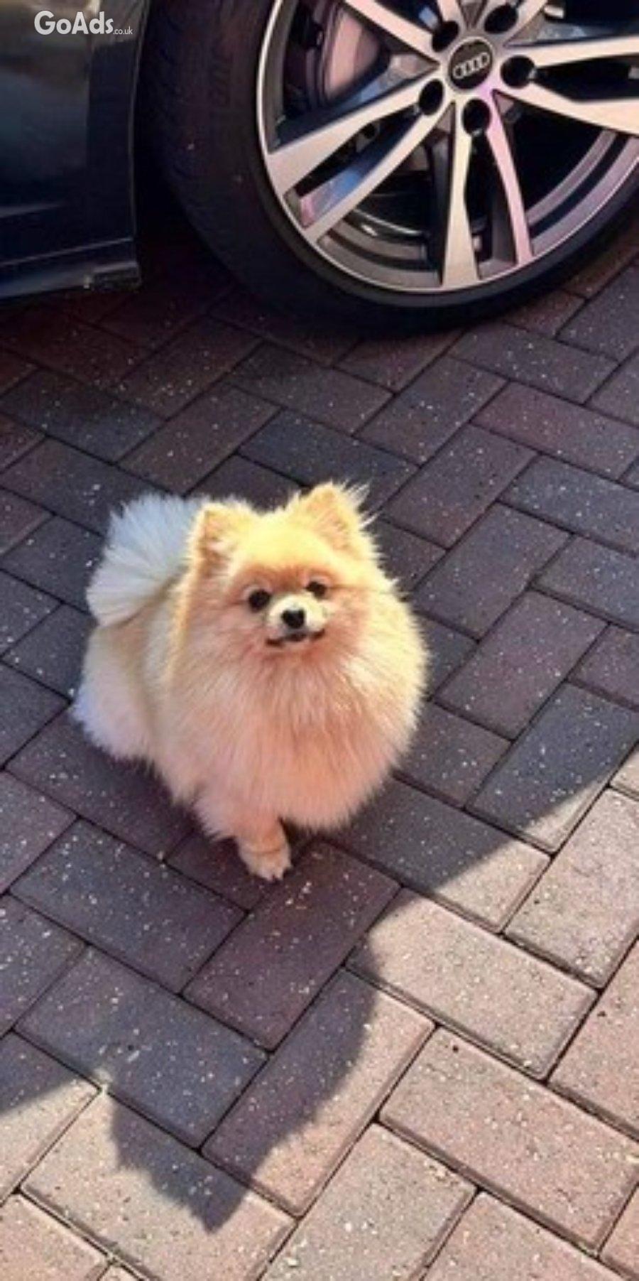 Kc tiny boy pomeranian (ready to leave