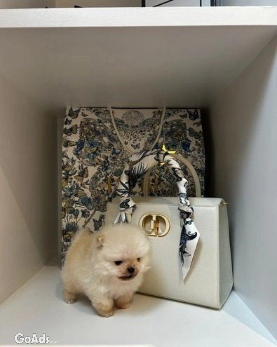 Kc tiny boy pomeranian (ready to leave
