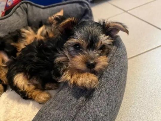 Kc Reg Yorkshire Terrier pups for sale