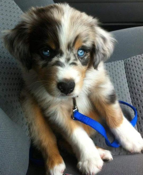 KC registered Australian shepherd pups ready for a new home.
