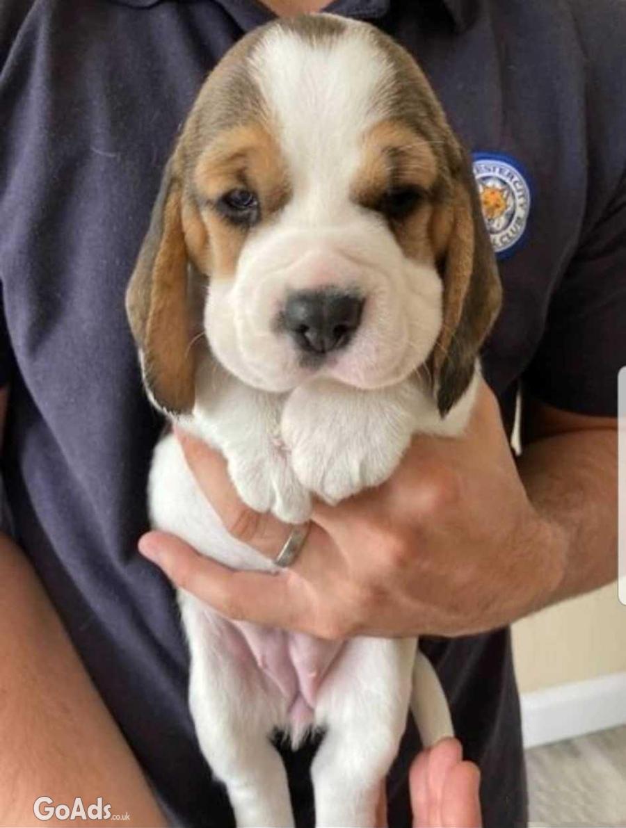 KC Registered Beagle Pups for sale