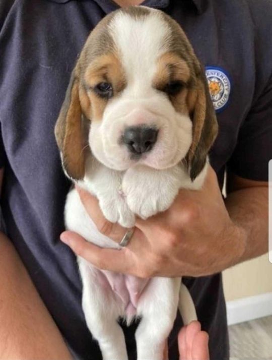 KC Registered Beagle Pups for sale