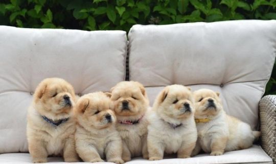 Kc registered cream puppies