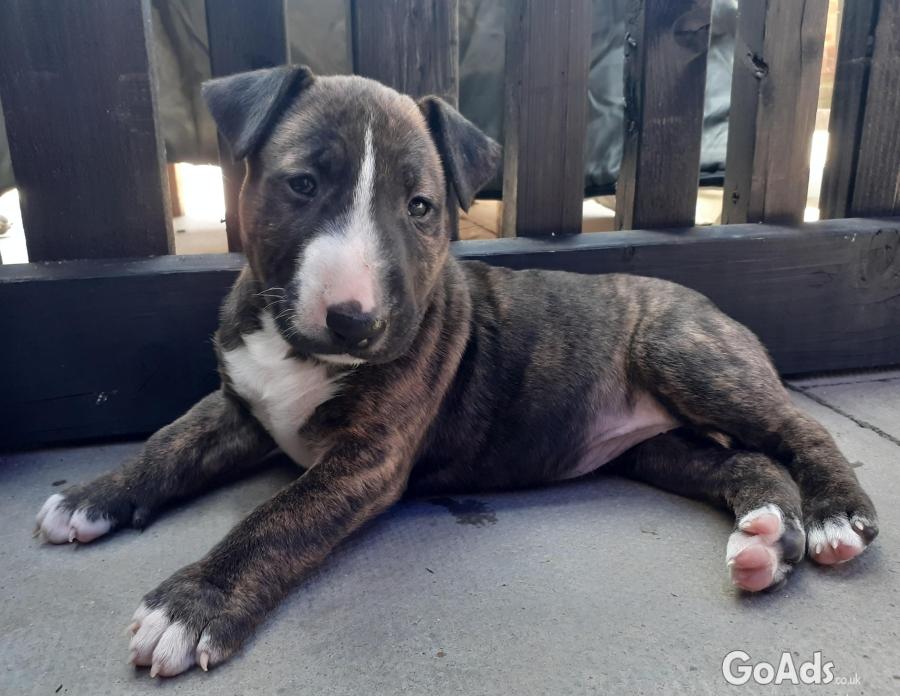Kc registered English Bull Terrier puppies 