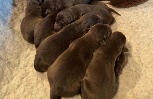 Kc Registered French Bulldog Puppies Ready Now