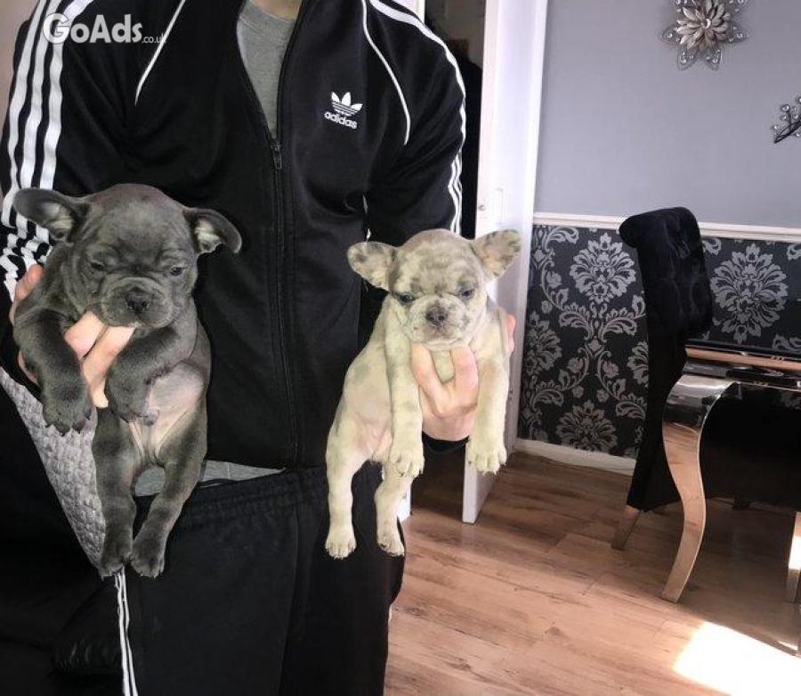 Kc Registered French Bulldog Puppies Ready Now