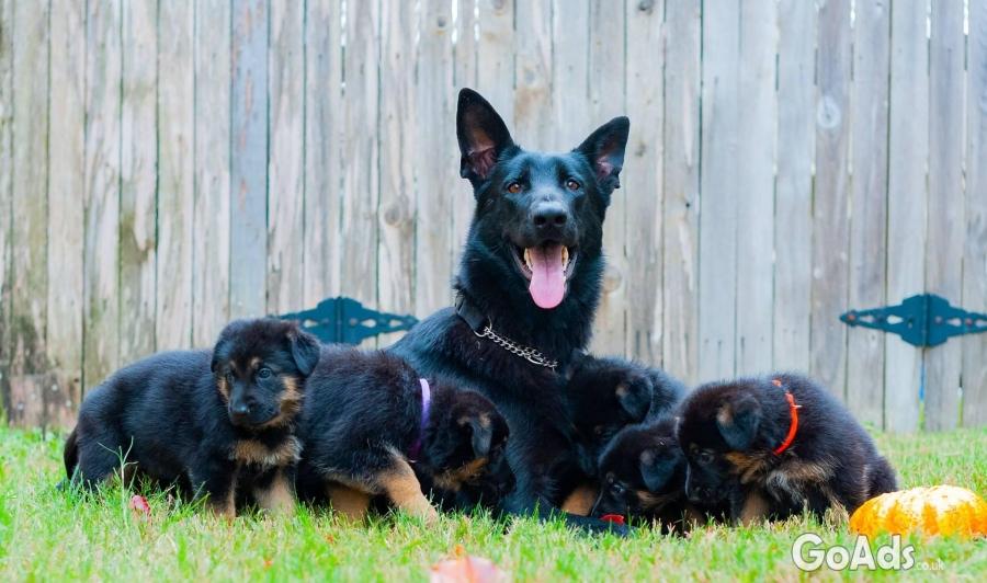 KC Registered German Shepherd Puppies