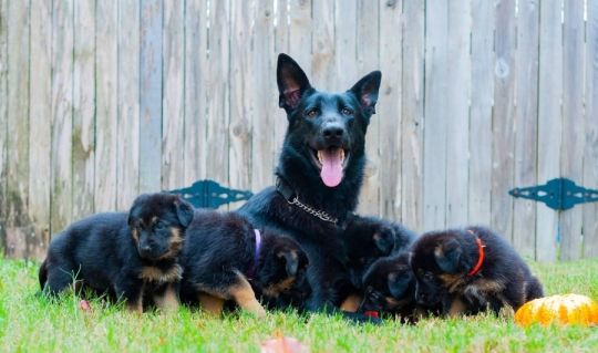 KC Registered German Shepherd Puppies