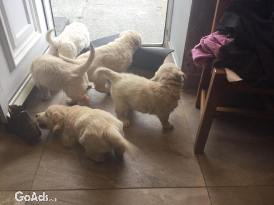 KC registered healthtested GoldenRetrievers puppys Available