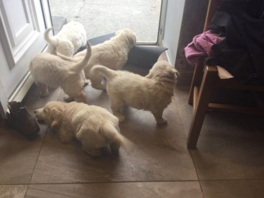 KC registered healthtested GoldenRetrievers puppys Available