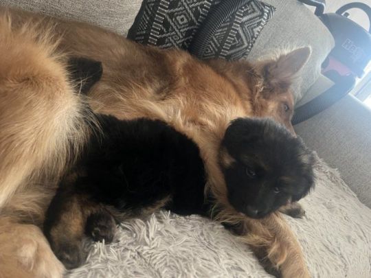KC registered long haired GSD puppies