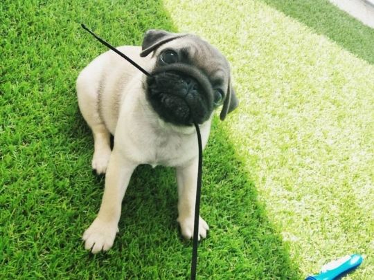 KC registered purebred pug puppies