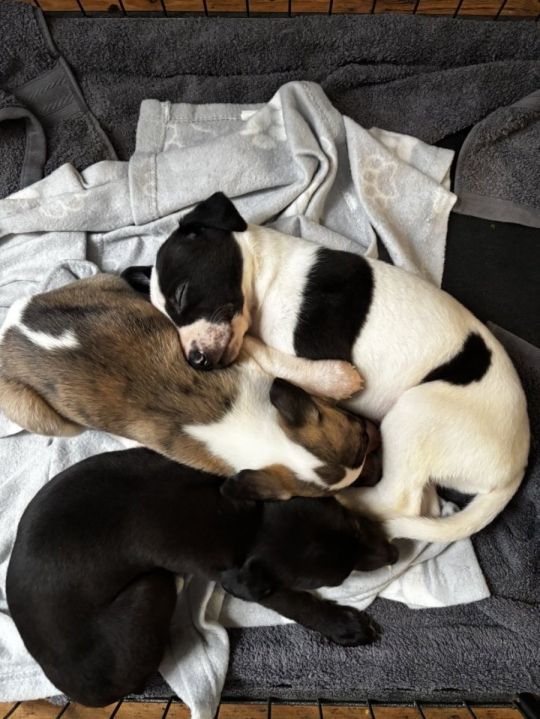 KC registered whippets for sale
