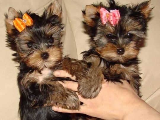 Kc Registered Yorkshire Terrier Puppies