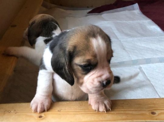 Kennel Club registered beagle puppies for sale