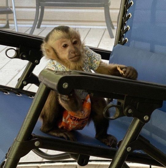 Kids loving baby monkey for sale