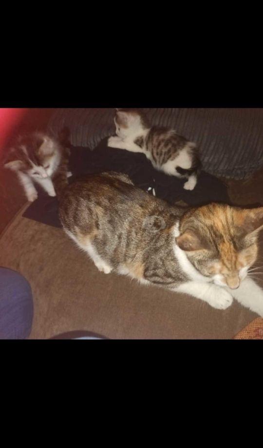 Kittens 1 Grey  and white with tabby grey patches