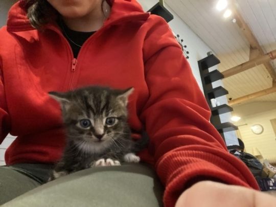 Kittens available now