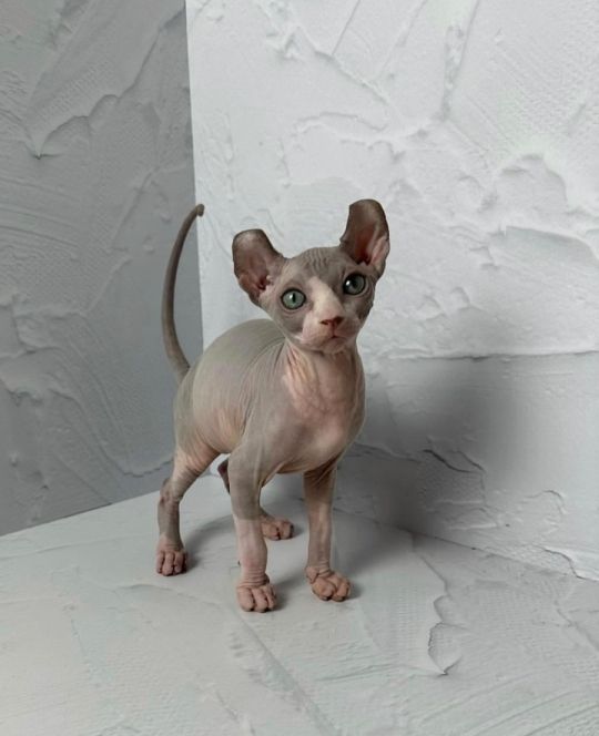 Kittens for Adoption and Rehoming