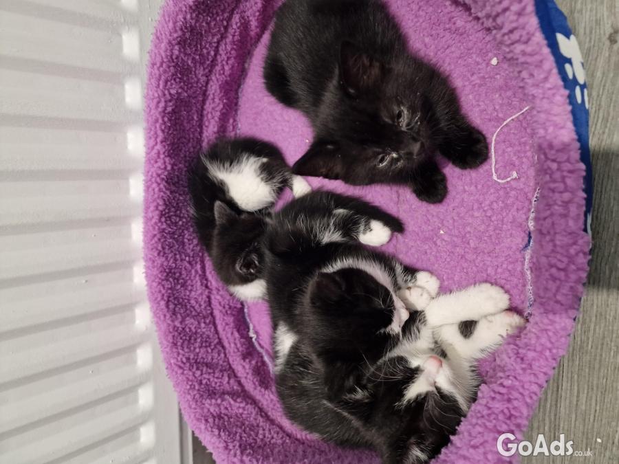 Kittens for sale ready to go immediately 