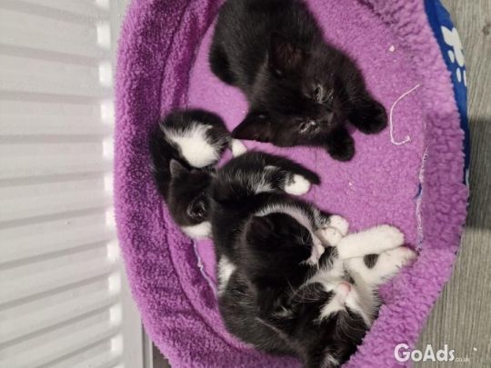 Kittens for sale ready to go immediately